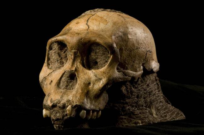 Descubren un nuevo homínido de dos millones de años que compartía rasgos con la especie 'Homo' 