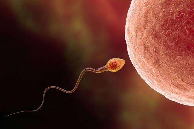 reloj molecular oculto del envejecimiento en el ARN del esperma humano