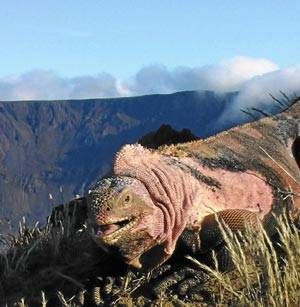 Descubren una especie única de iguana rosada en las Islas Galápagos 