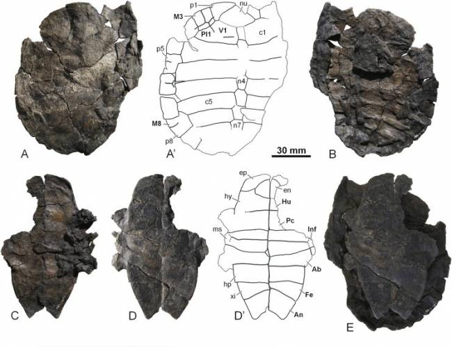 Descubren una nueva especie fósil de tortuga en Teruel