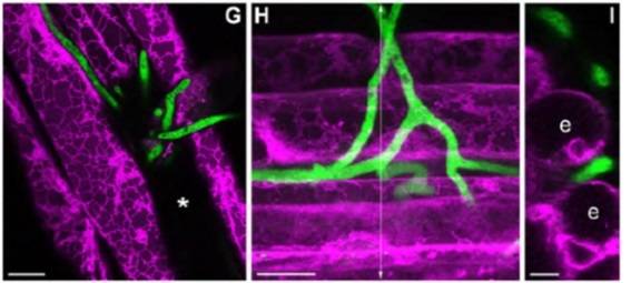Descubren una nueva forma de simbiosis entre plantas y microorganismos