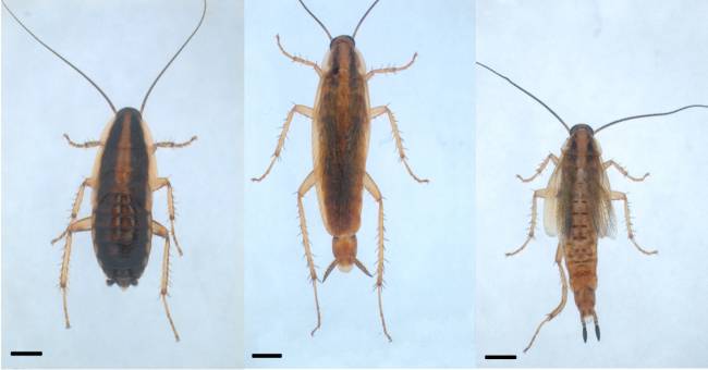 Desvelan el mecanismo de genes clave en la regulación de la metamorfosis de los insectos