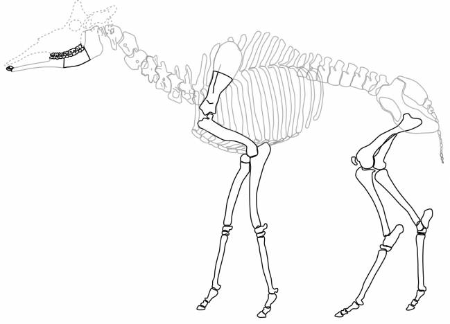 Desvelan las relaciones de parentesco evolutivo de las jirafas ibéricas del Mioceno