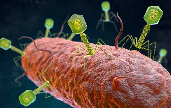 bacterias, fagos