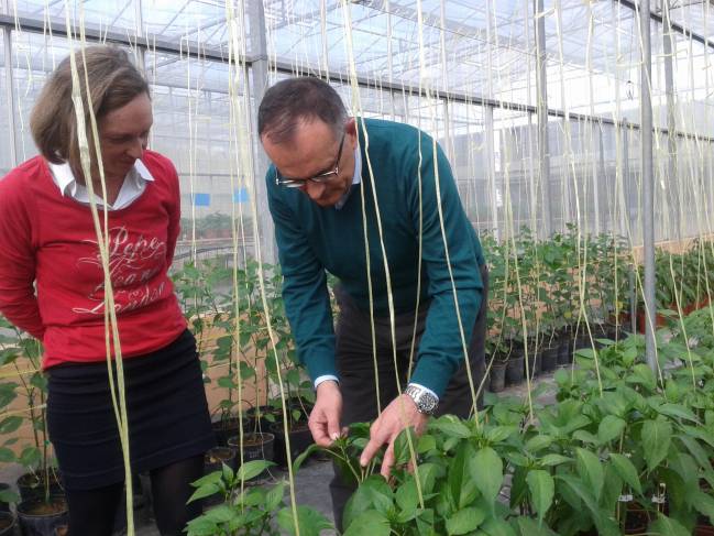 Diseñan un nuevo método para crear plantas de pimiento resistentes a la sequía y salinidad