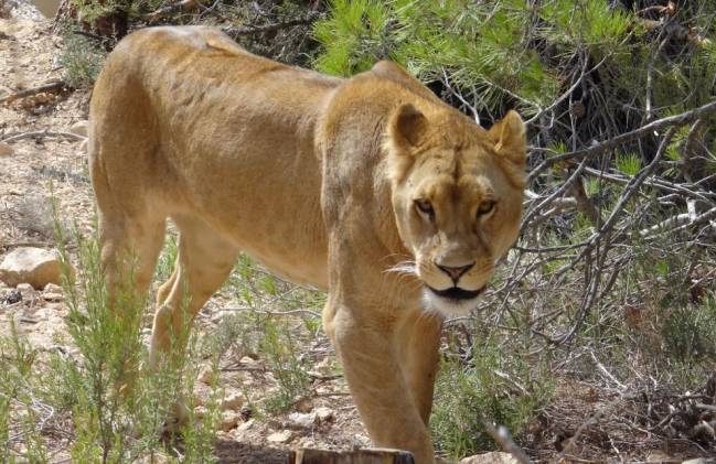 Dos leones víctimas del circo y la guerra se reencuentran en Sudáfrica