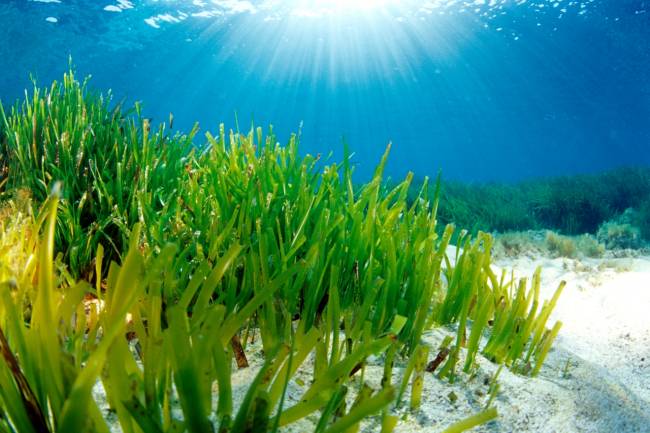 El 58% de las praderas submarinas del planeta se encuentra en declive