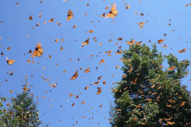 El 8% del patrimonio mundial natural está en peligro crítico
