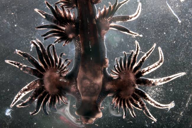 El 90% de las patentes de genes marinos pertenecen sólo a diez países 