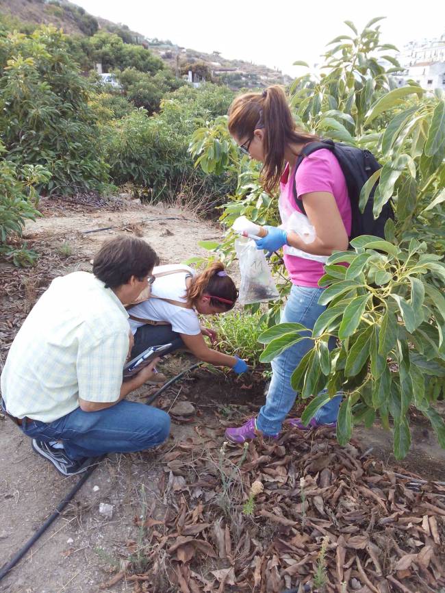 El abono de cáscara de almendras protege los árboles de aguacates contra los hongos