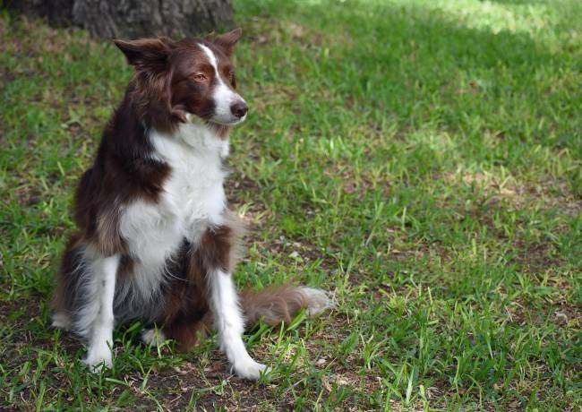 perro en el campo