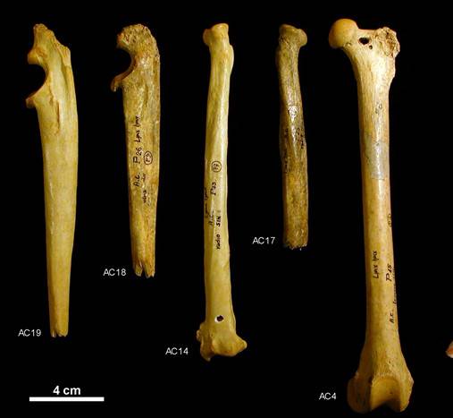 El ADN mitocondrial revela que el lince ibérico habitó gran parte del suroeste europeo