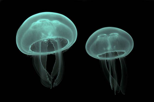 El agua del mar contiene gran cantidad de esperma de medusas 