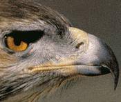 El águila perdicera: nuevos resultados para mejorar la conservación de una especie amenazada en toda Europa