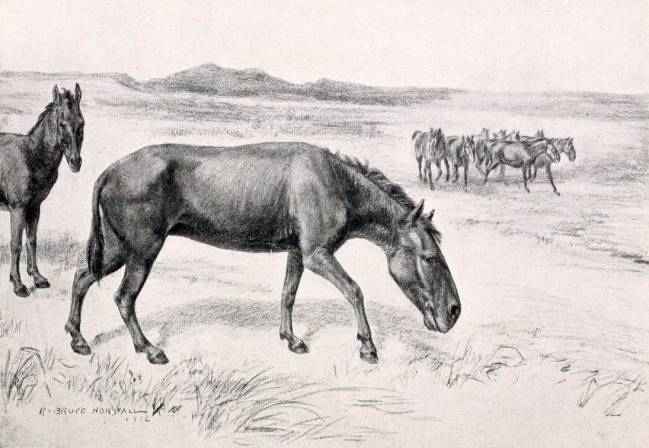 El análisis de isótopos estables permite conocer la dieta y el hábitat de los mamíferos sudamericanos del cuaternario