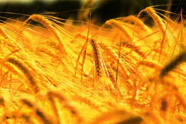 El aumento de la temperatura reducirá la producción mundial de trigo, según un estudio publicado en Nature