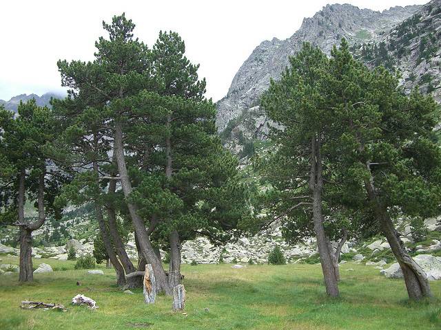 El calentamiento climático aumenta la vulnerabilidad de los bosques ibéricos
