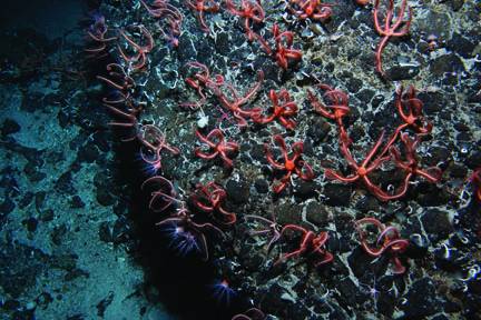 El cambio climático afectará a la biodiversidad marina mundial y a la pesca