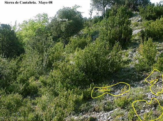 El cambio climático afectará más a los árboles atlánticos de la Península Ibérica