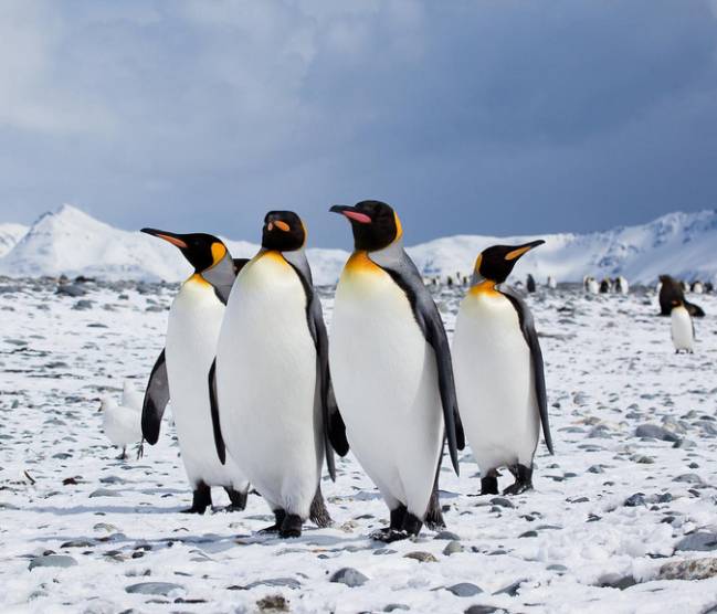 El cambio climático amenaza la supervivencia de los pingüinos de la Antártida