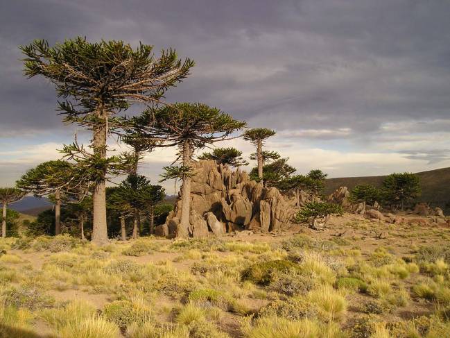 El cambio climático amenaza los bosques de araucaria