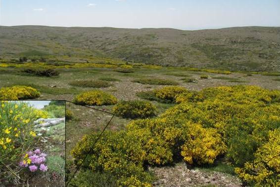 El cambio climático aumenta la competencia entre plantas en la Sierra de Guadarrama 