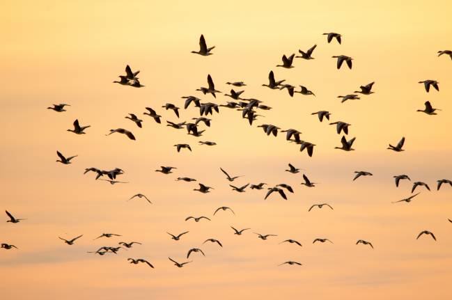 El cambio climático desplaza las zonas de invernada de las aves migratorias 