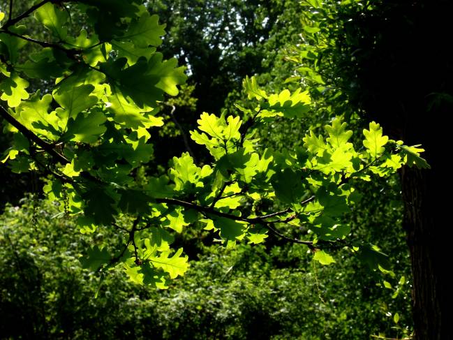 El roble es una especie resistente que presenta una gran adaptabilidad a la sequía y a las altas temperaturas.
