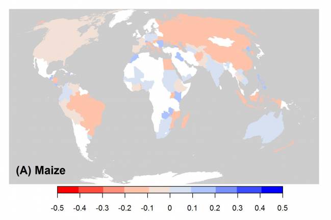 El cambio climático influye en el aumento del precio del maíz y el trigo