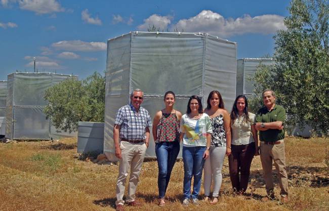 El cambio climático podría reducir la cosecha de aceituna