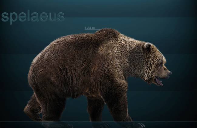 El cambio climático provocó la extinción del oso de las cavernas 13.000 años antes de los que se pensaba