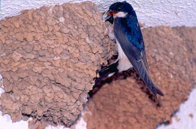 El cambio climático se asocia con un incremento general de parásitos en las aves