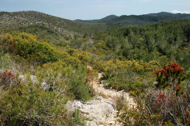 El cambio climático ya amenaza los ecosistemas mediterráneos terrestres