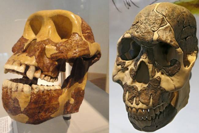 Los dientes de los homininos, especialmente las muelas, se hicieron más pequeños y más largos a lo largo de milenios para adaptarse a una dieta creciente de plantas, como las gramíneas. / Universidad de Dartmouth | Don Hitchcock, Fernando Losada Rodríguez.