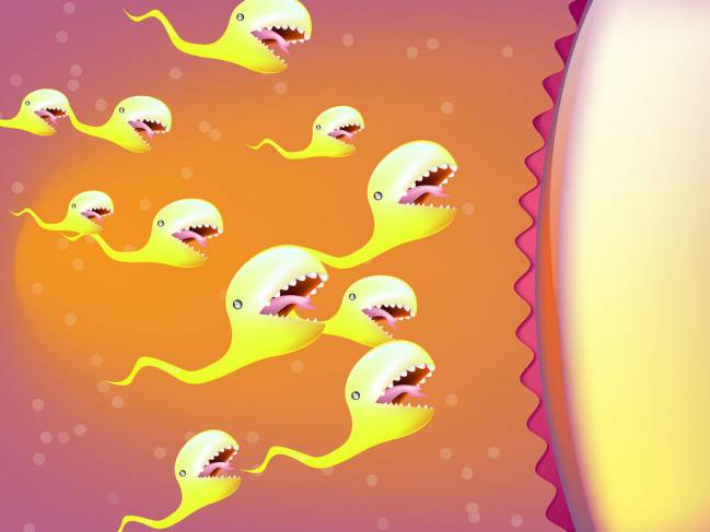 El cemento y la movilidad de los espermatozoides premiados como objetos de estudio