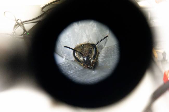 El cerebro de las abejas revela secretos del aprendizaje humano
