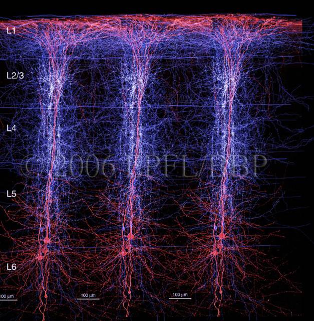 El cerebro humano podría llegar a replicarse en 10 años