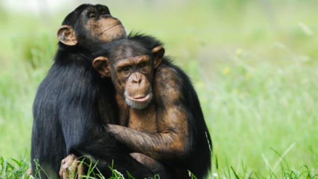 Chimpancés macho abrazados. / Freepik