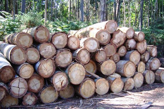El consumo energético aleja a los bosques españoles de la sostenibilidad