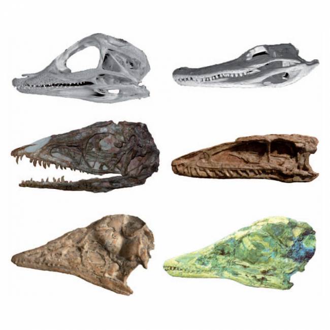 El cráneo de las aves modernas corresponde al de dinosaurios jóvenes 