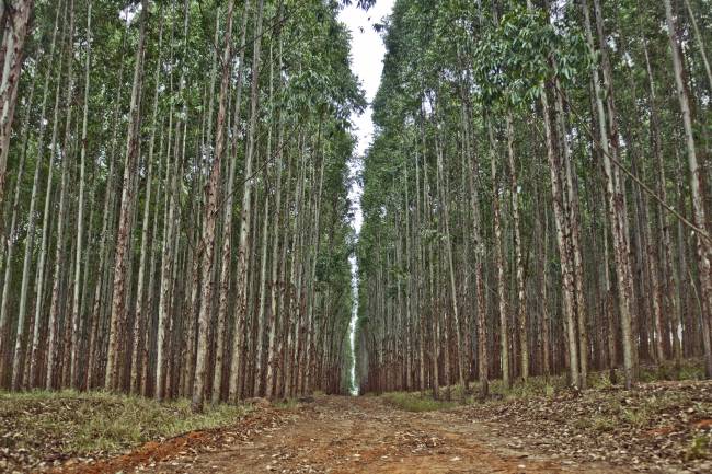 El crecimiento de plantaciones de eucalipto se calcula desde la nube