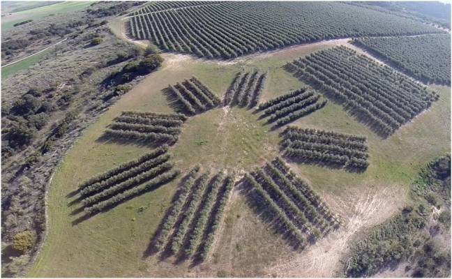 El diseño del olivar condiciona su producción y la calidad del aceite