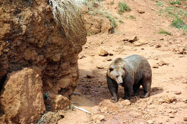 El ecoturismo mal regulado estresa a los osos 