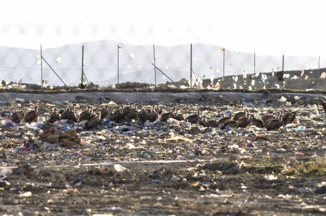 El emplazamiento de parques eólicos y comederos artificiales podría salvar cientos de buitres leonados