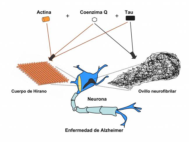 El estrés oxidativo es crucial en enfermedades neurodegenerativas como el alzheimer