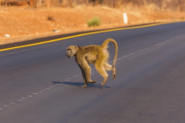 El estudio de los efectos negativos de las carreteras en animales es aún insuficiente