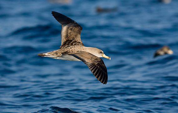 El fin de los descartes de pesca disparará las muertes de aves marinas 