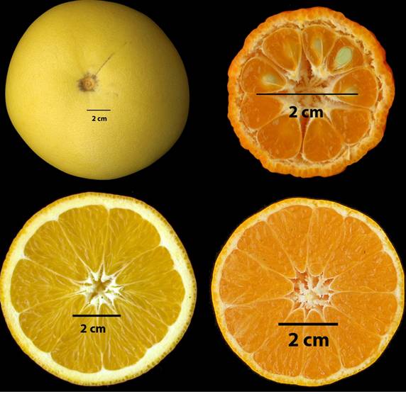 El genoma de la clementina revela la evolución de los cítricos