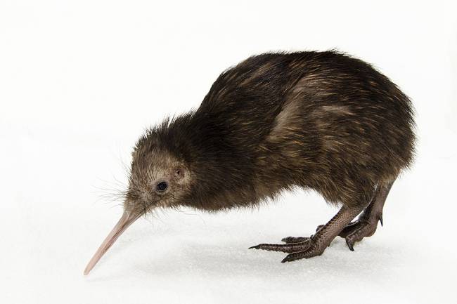 El genoma del kiwi revela las claves de su peculiar visión nocturna