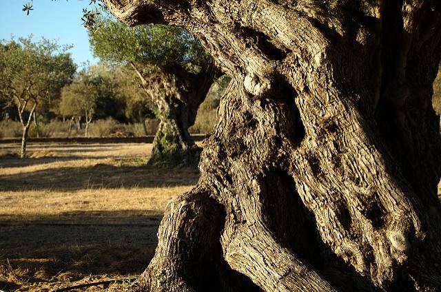 El genoma del olivo silvestre revela los secretos del mejor aceite
